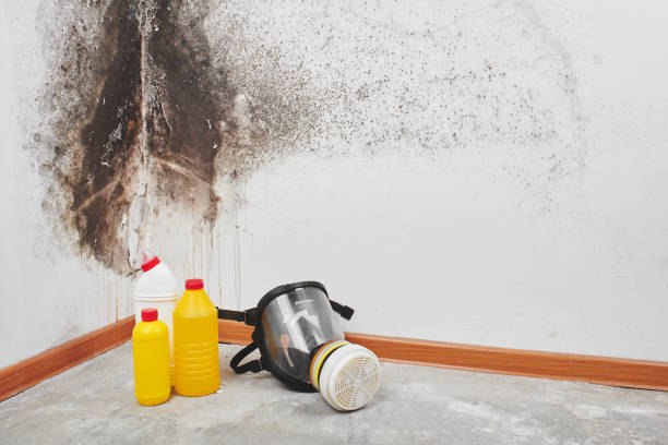 Best Crawl Space Mold Removal  in New Berlinville, PA