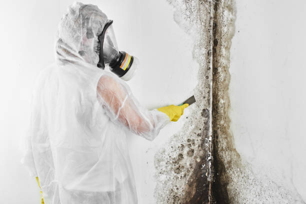 Best Certified Mold Removal  in New Berlinville, PA