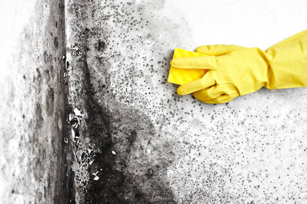 Best Commercial Mold Removal  in New Berlinville, PA