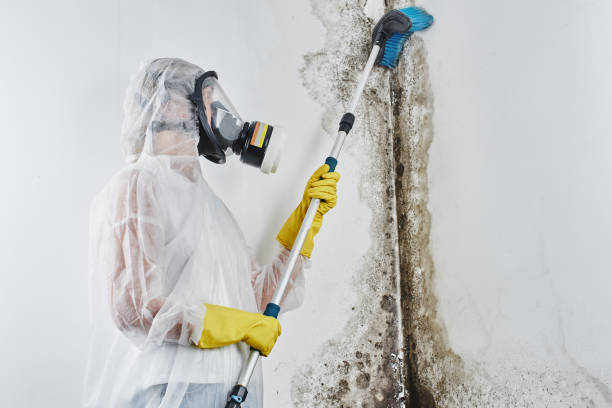 New Berlinville, PA Mold Removal Company