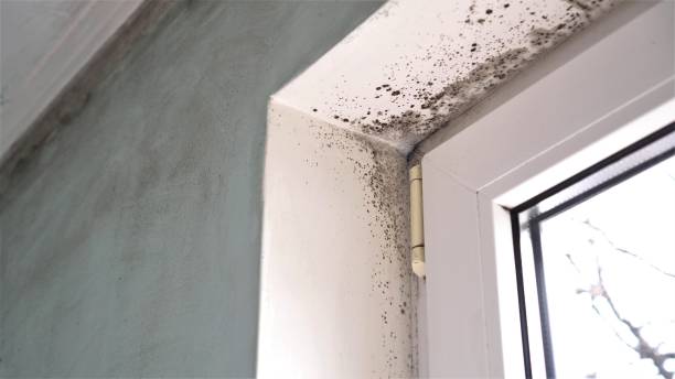 Best Crawl Space Mold Removal  in New Berlinville, PA