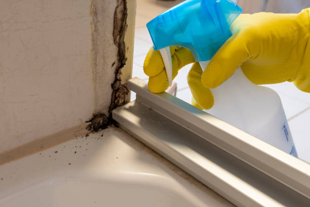 Best Mold Removal Near Me  in New Berlinville, PA
