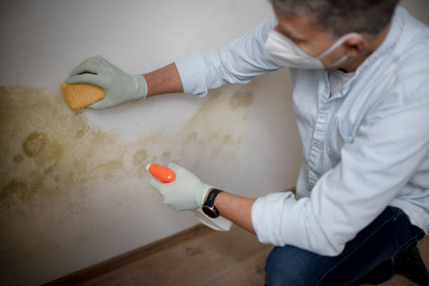 Best Mold Remediation Experts  in New Berlinville, PA