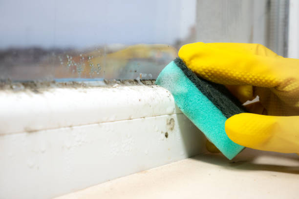 Best Fast Mold Removal  in New Berlinville, PA