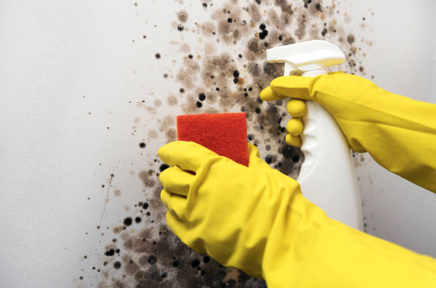Attic Mold Removal in New Berlinville, PA