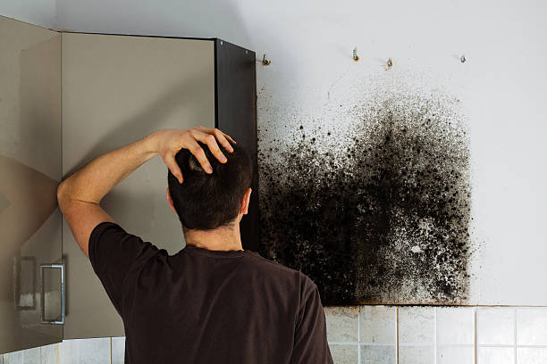 Best Certified Mold Removal  in New Berlinville, PA