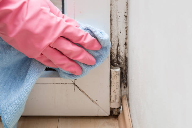 Best Mold Removal Specialists  in New Berlinville, PA